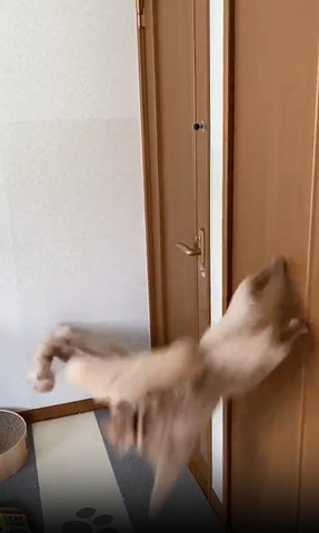 壁から下におりる猫2匹