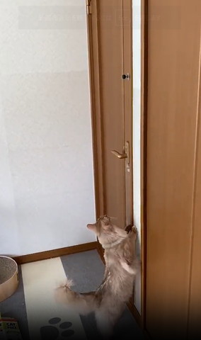 2足立ち猫