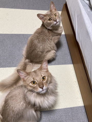 お座りして振り返る猫と正面猫