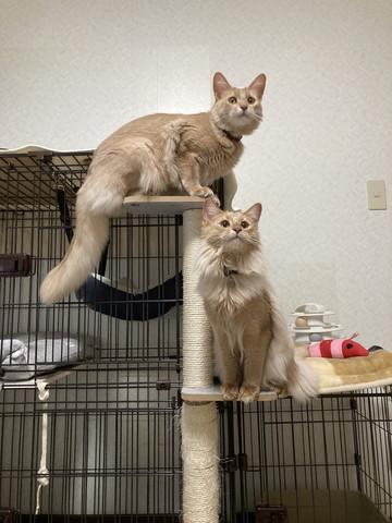 キャットタワー2匹