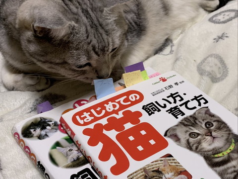 娘と猫
