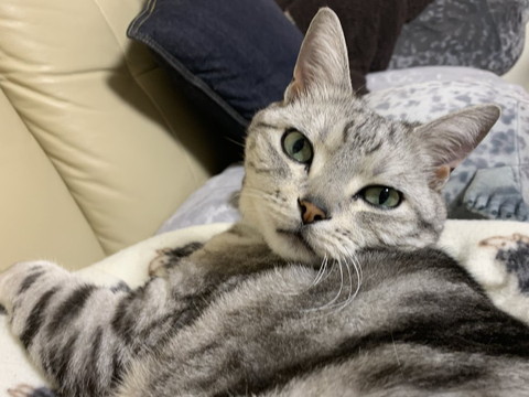 まどろみながらカメラ目線猫