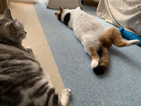 ヘソ天する子とまどろんでいる子