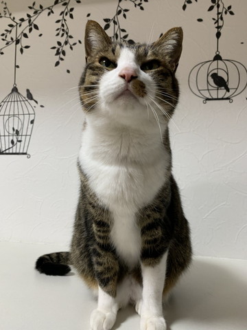 にっこりして座ってる猫