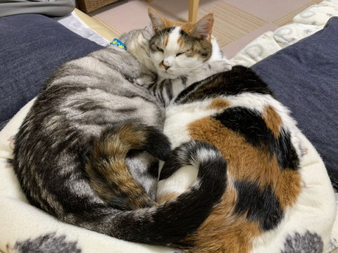 猫2匹しっぽがハートになってる