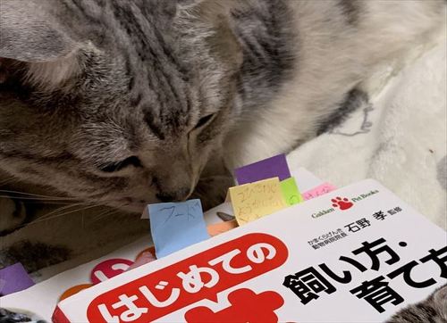 猫の本と猫