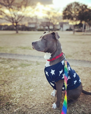 外で洋服来て遠く見つめるワンコ