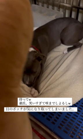 ぬいぐるみの後ろにワンコ