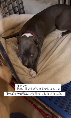 申し訳なさそうな顔でくつろぐワンコ