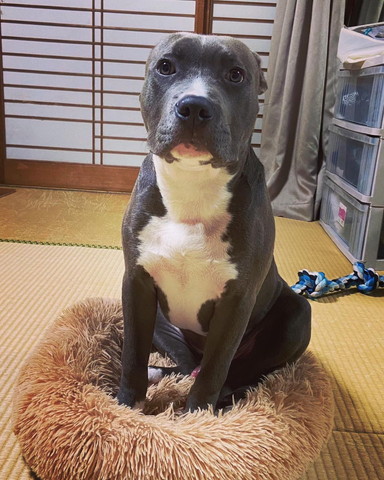 クッションにお座りするワンコ