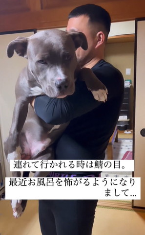 抱っこされるワンコ