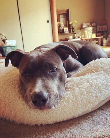 クッションで寝そべるワンコ