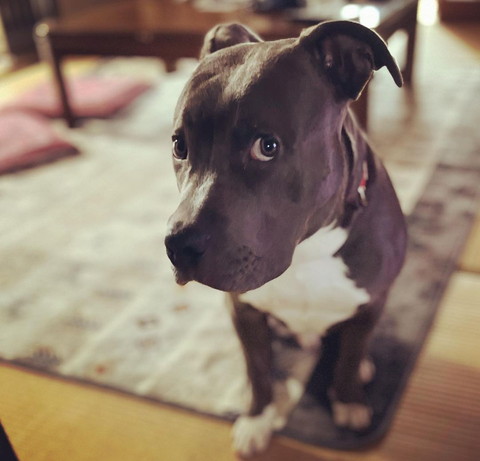 大きなおめめで見てくるワンコ