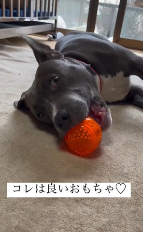 ボールくわえるワンコ