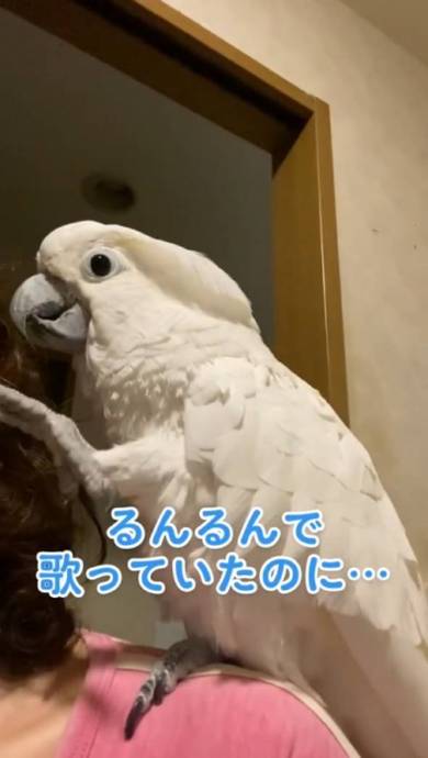 なで肩がから滑り落ちて叫ぶタイハクオウム