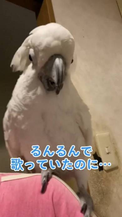 なで肩がから滑り落ちて叫ぶタイハクオウム