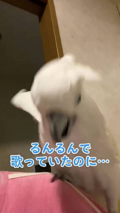 なで肩がから滑り落ちて叫ぶタイハクオウム