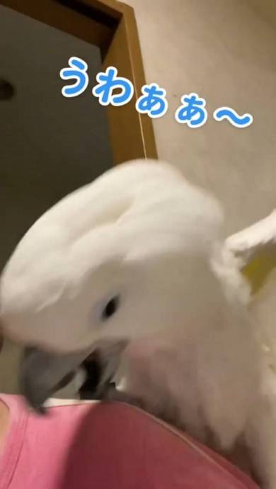 なで肩がから滑り落ちて叫ぶタイハクオウム