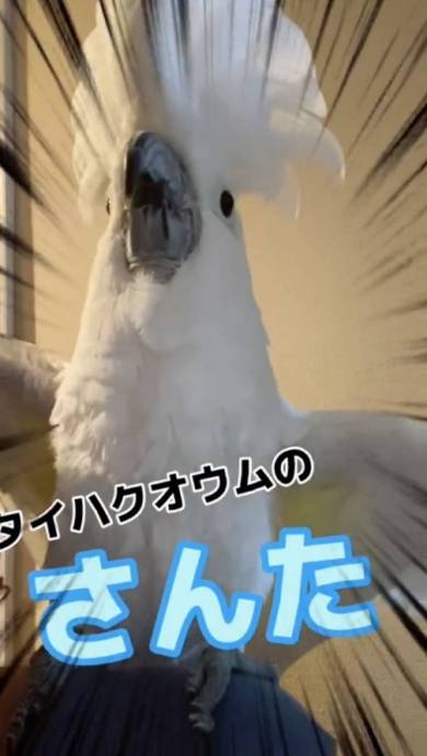 なで肩がから滑り落ちて叫ぶタイハクオウム