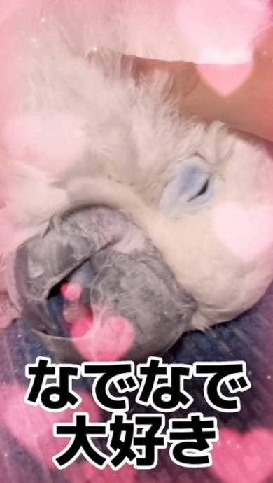 なで肩がから滑り落ちて叫ぶタイハクオウム