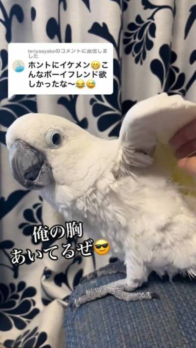 なで肩がから滑り落ちて叫ぶタイハクオウム