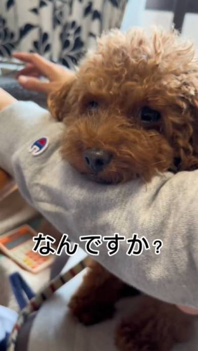 なで肩がから滑り落ちて叫ぶタイハクオウム