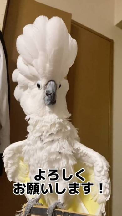 なで肩がから滑り落ちて叫ぶタイハクオウム