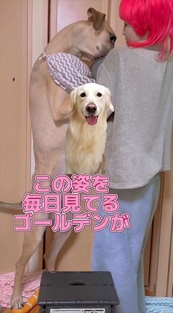 同居するゴールデン