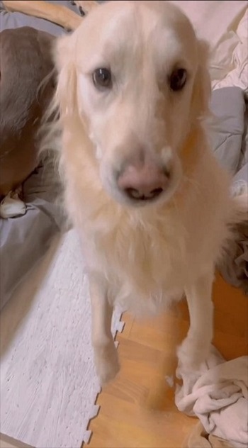 まねするゴールデン