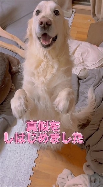 まねする犬