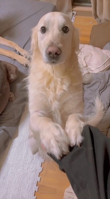 かまってほしい犬