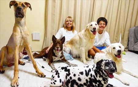 グレートデンを見たゴールデン