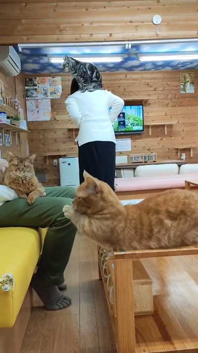 猫カフェでの3匹