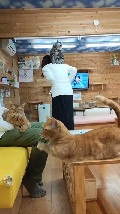 猫たち3匹