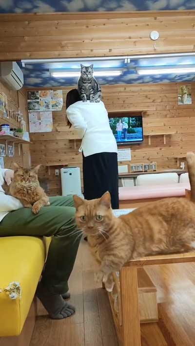 カメラ目線の猫