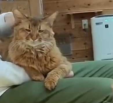 満足そうな猫