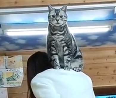 かっこいい猫