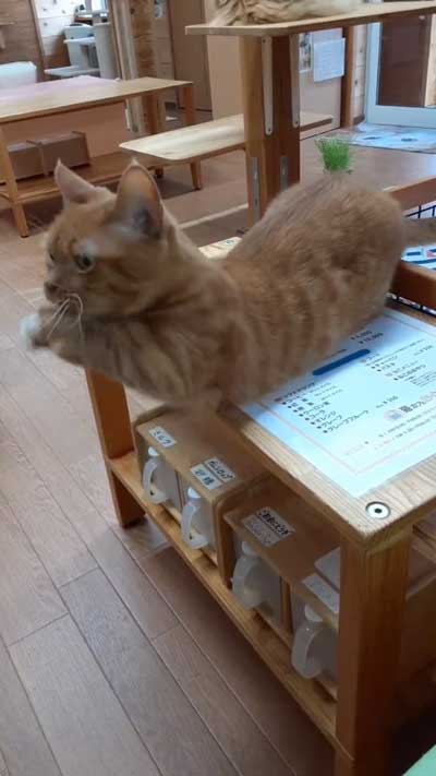 ちょうだいちょうだい猫