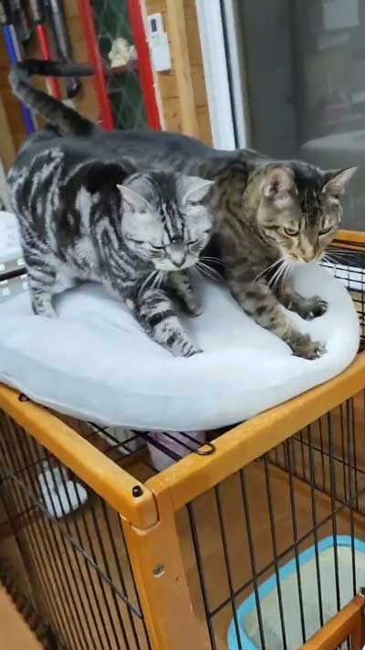 こねこねする猫