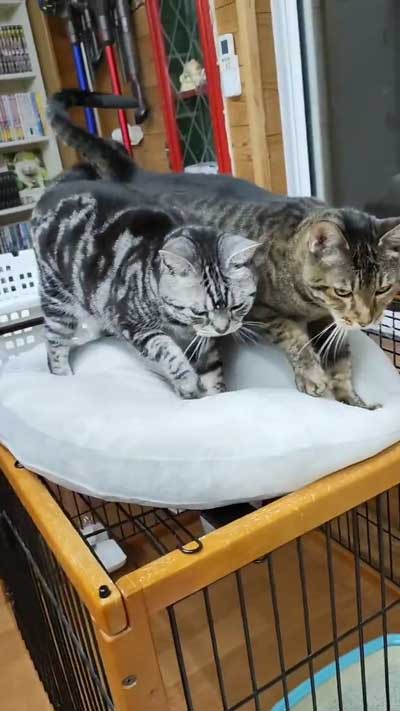そろった猫