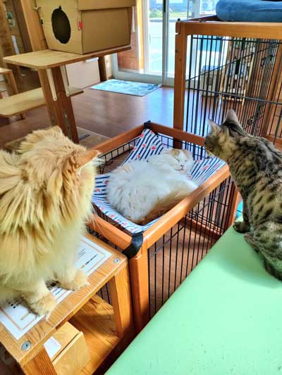 猫カフェの日常風景
