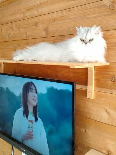癒やされる猫