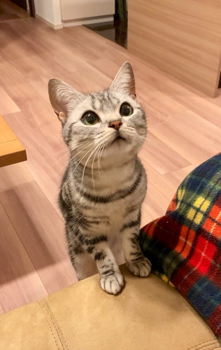 おやつまつあんこ