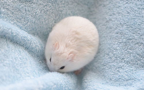 おもちみたいなハムスター