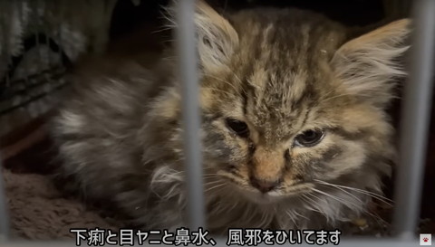 子猫保護