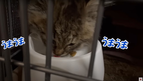 うまうまテロップ