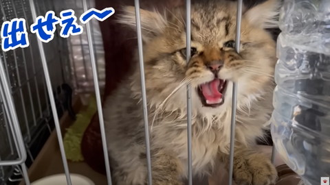 出せぇテロップ