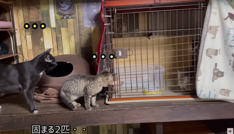 固まる2匹テロップ