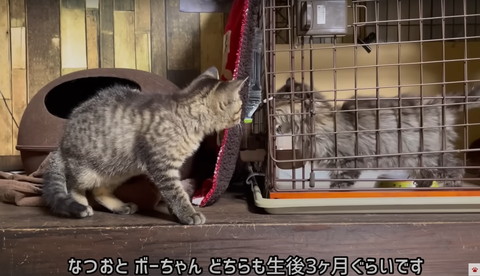 顔を合わせる子猫2匹