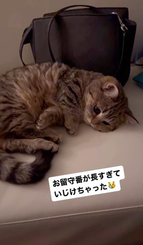 拗ねた顔で横になる猫